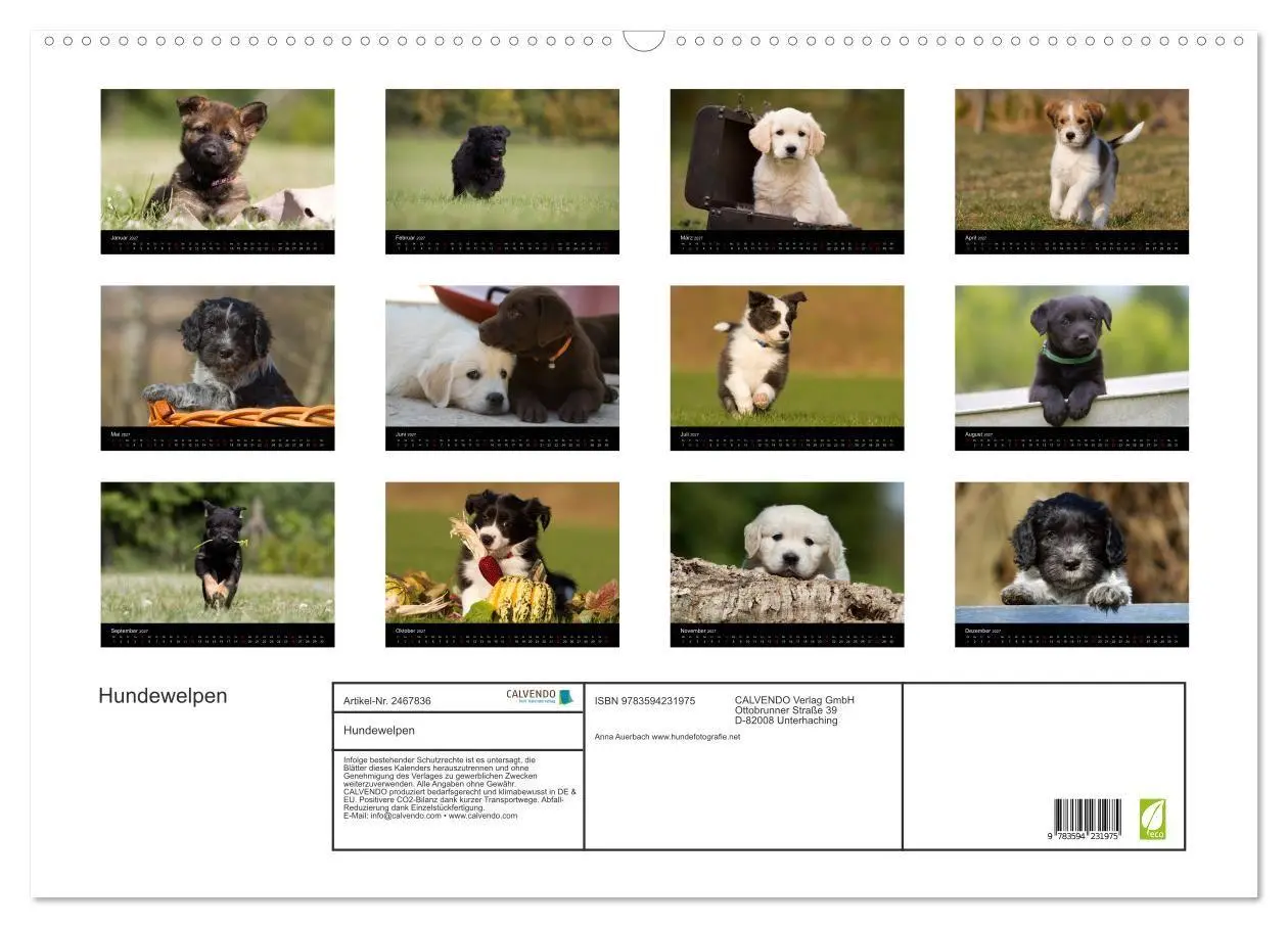 Bild: 9783594231975 | Hundewelpen (Wandkalender 2027 DIN A2 quer), CALVENDO Monatskalender
