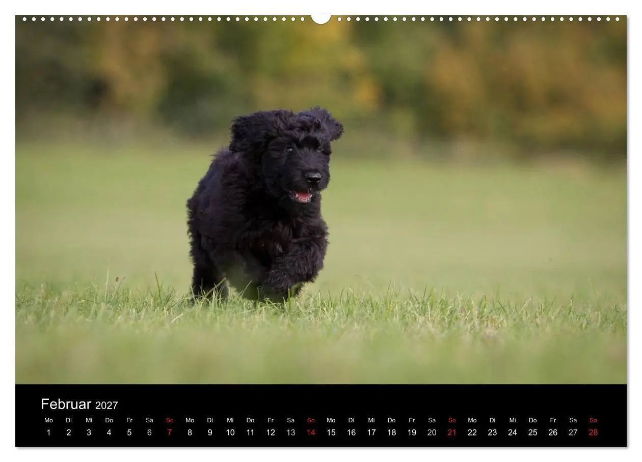 Bild: 9783594231975 | Hundewelpen (Wandkalender 2027 DIN A2 quer), CALVENDO Monatskalender
