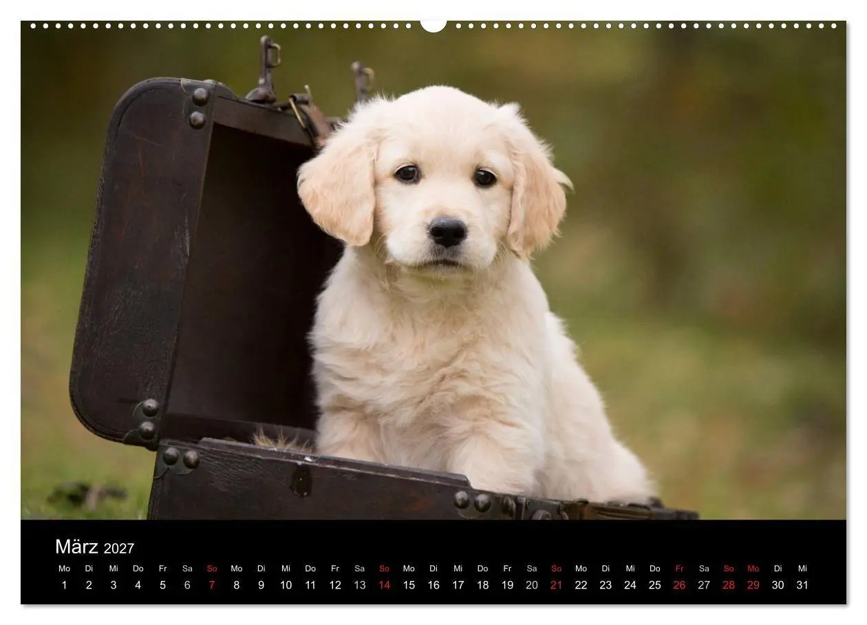 Bild: 9783594231975 | Hundewelpen (Wandkalender 2027 DIN A2 quer), CALVENDO Monatskalender