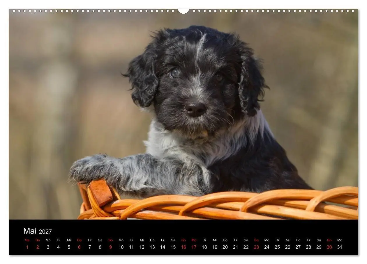 Bild: 9783594231975 | Hundewelpen (Wandkalender 2027 DIN A2 quer), CALVENDO Monatskalender