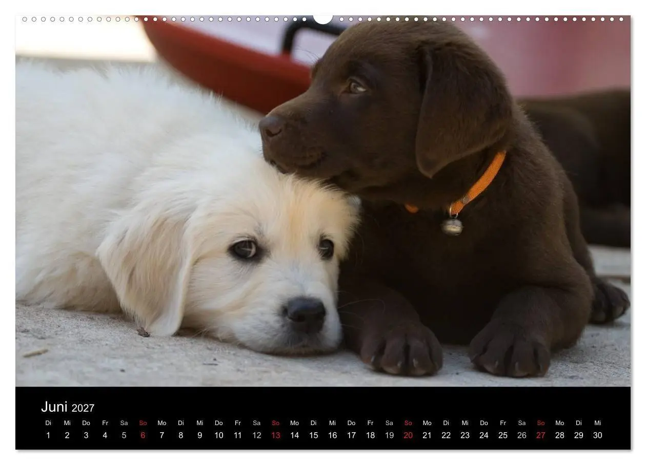 Bild: 9783594231975 | Hundewelpen (Wandkalender 2027 DIN A2 quer), CALVENDO Monatskalender