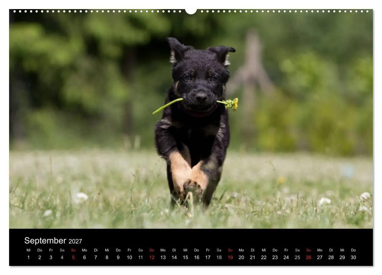 Bild: 9783594231975 | Hundewelpen (Wandkalender 2027 DIN A2 quer), CALVENDO Monatskalender