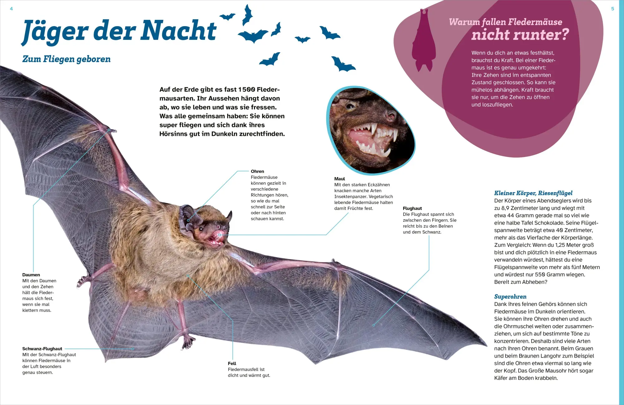 Bild: 9783788681975 | WAS IST WAS Fledermäuse. Flink durch die Nacht | Daniela Herzberg