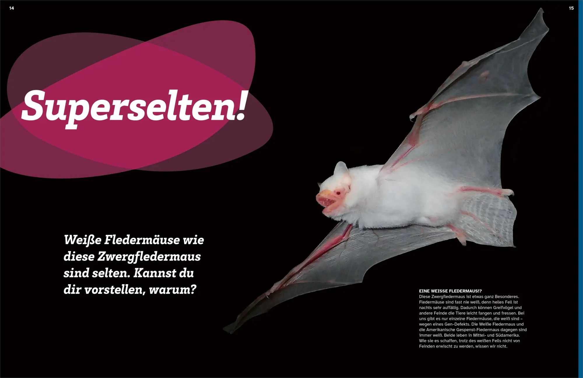 Bild: 9783788681975 | WAS IST WAS Fledermäuse. Flink durch die Nacht | Daniela Herzberg