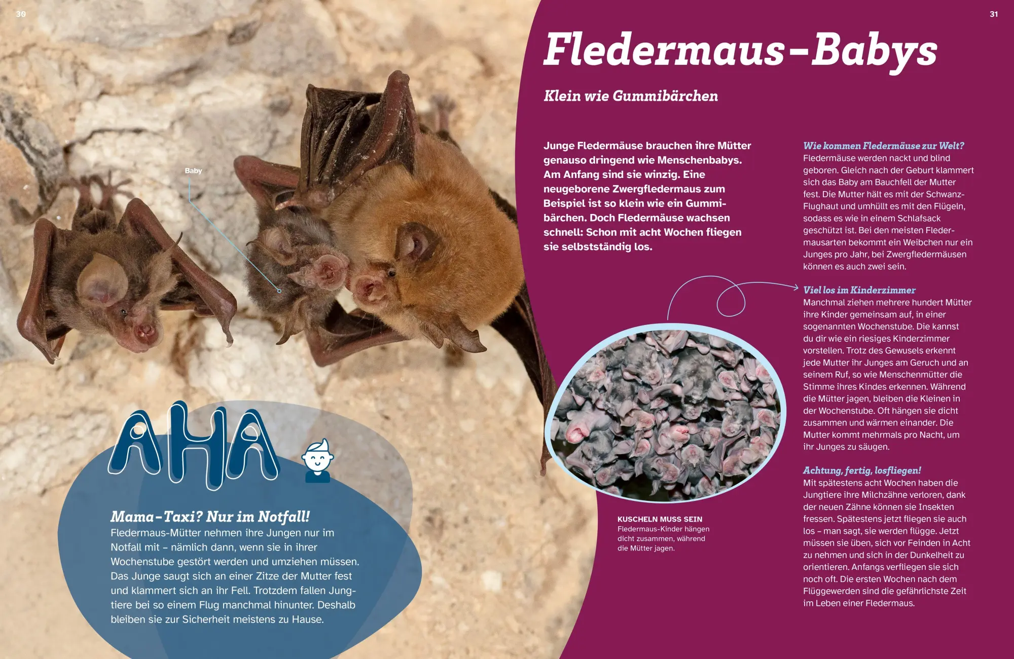 Bild: 9783788681975 | WAS IST WAS Fledermäuse. Flink durch die Nacht | Daniela Herzberg