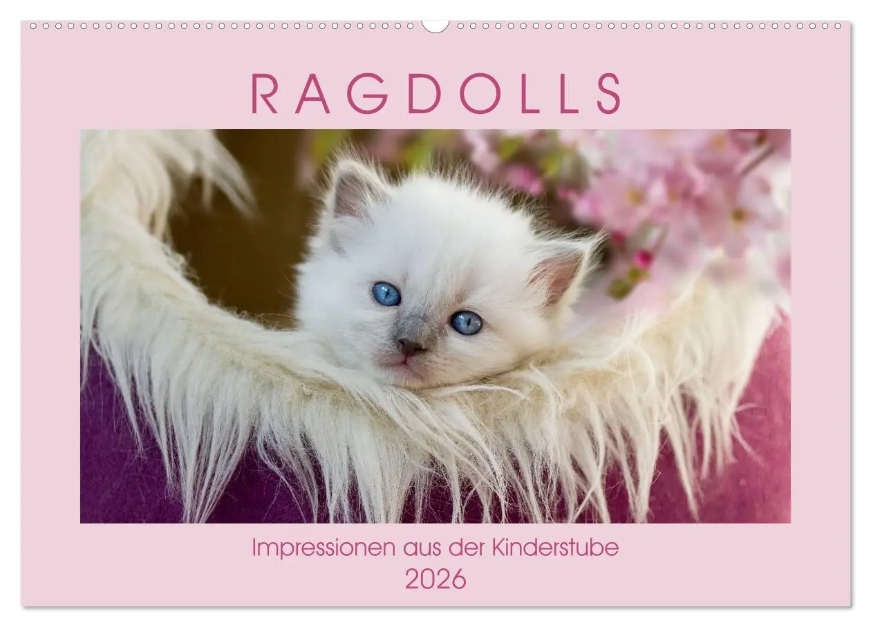 Cover: 9783457812075 | RAGDOLLS Impressionen aus der Kinderstube (Wandkalender 2026 DIN A2...