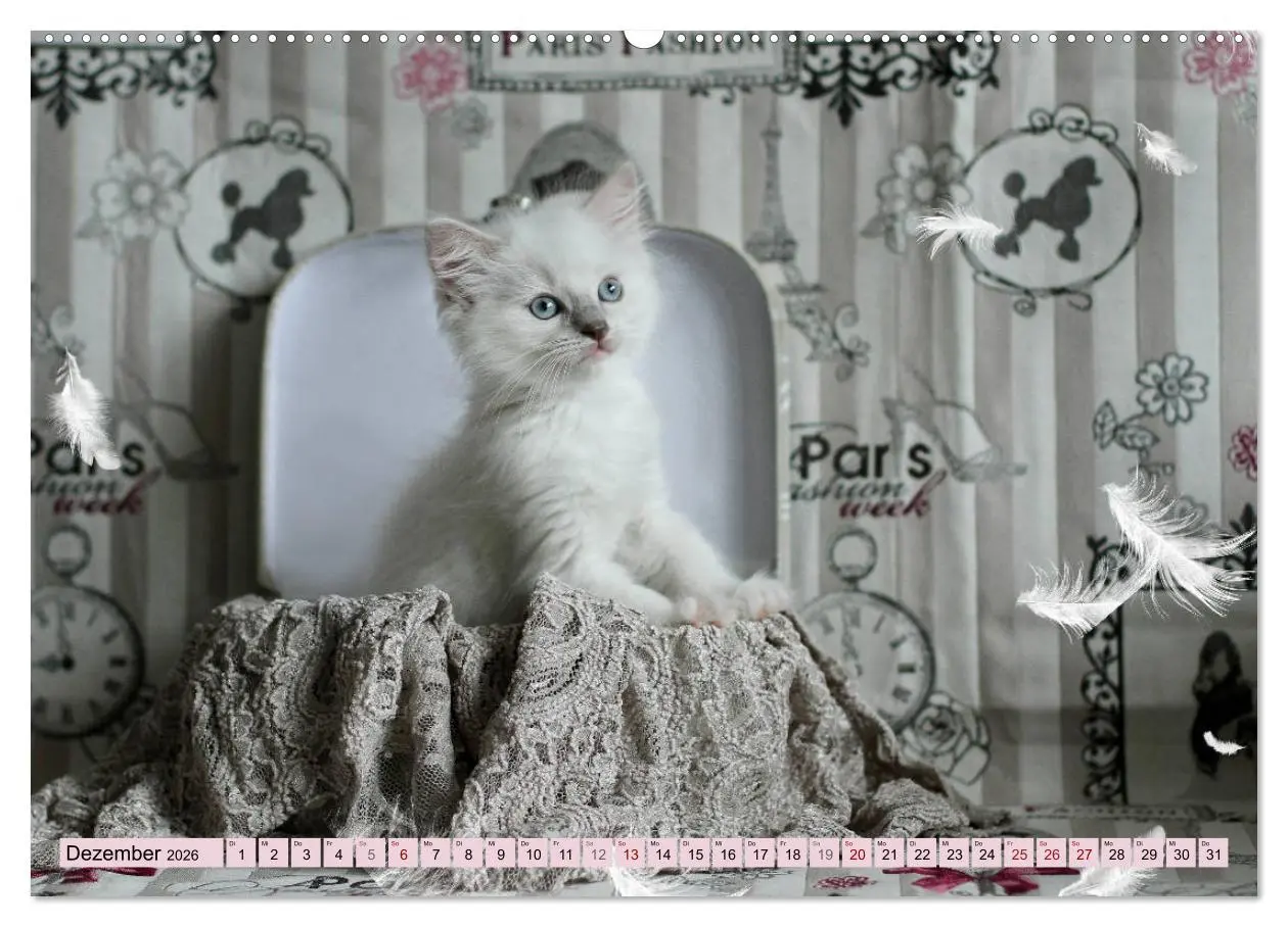 Bild: 9783457812075 | RAGDOLLS Impressionen aus der Kinderstube (Wandkalender 2026 DIN A2...