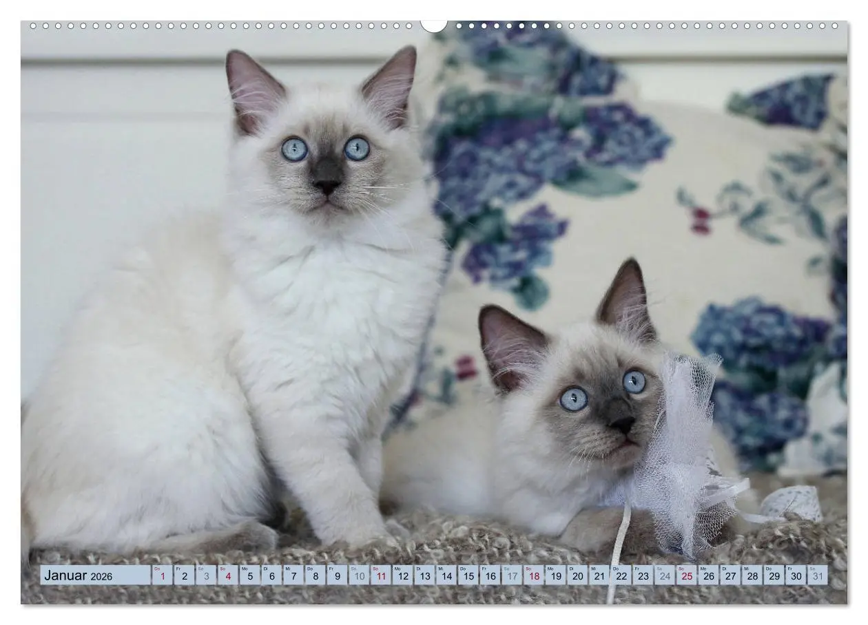 Bild: 9783457812075 | RAGDOLLS Impressionen aus der Kinderstube (Wandkalender 2026 DIN A2...