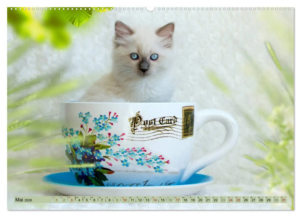 Bild: 9783457812075 | RAGDOLLS Impressionen aus der Kinderstube (Wandkalender 2026 DIN A2...