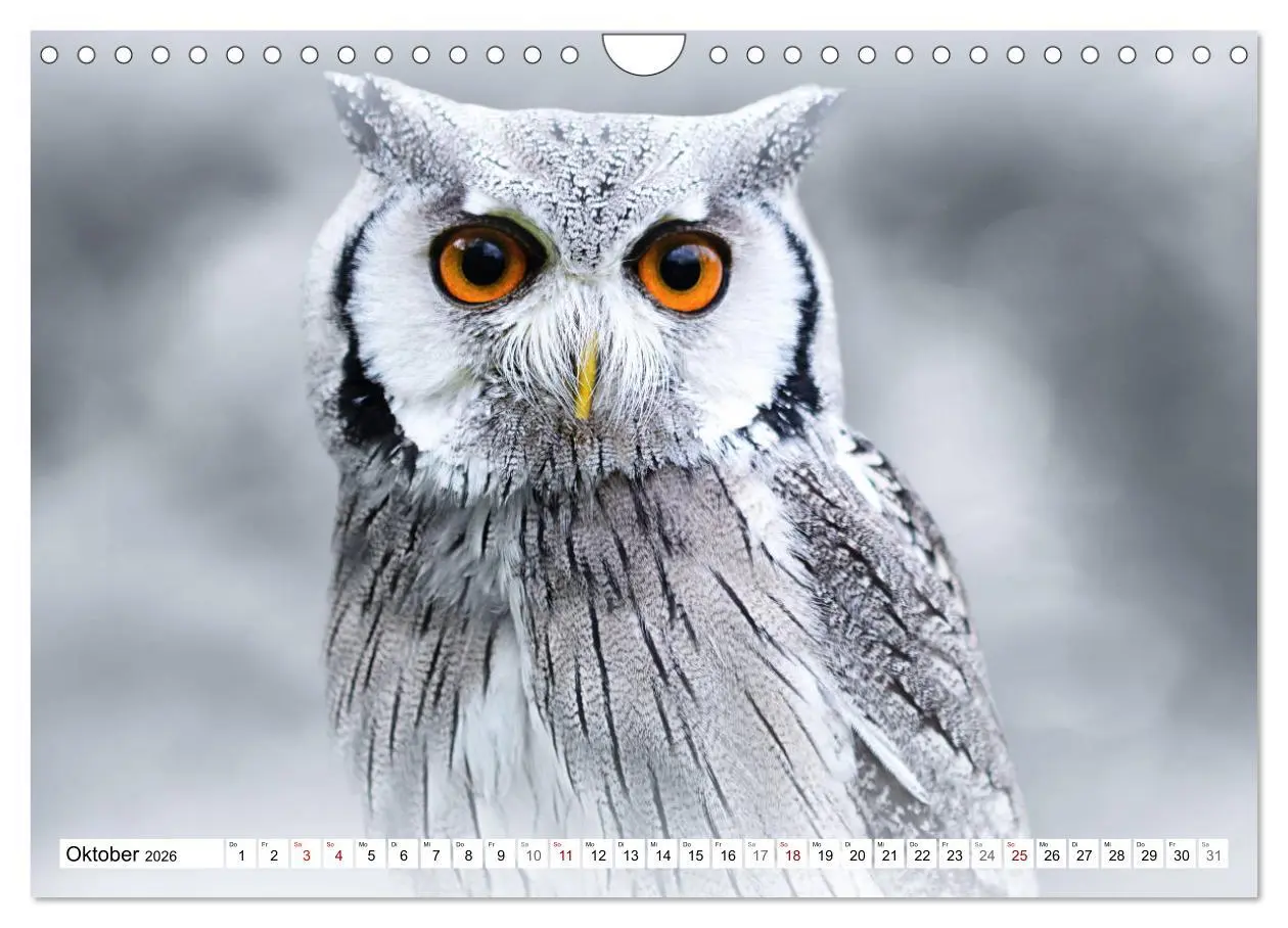 Bild: 9783457712375 | Erfolgreiche Jäger (Wandkalender 2026 DIN A4 quer), CALVENDO...