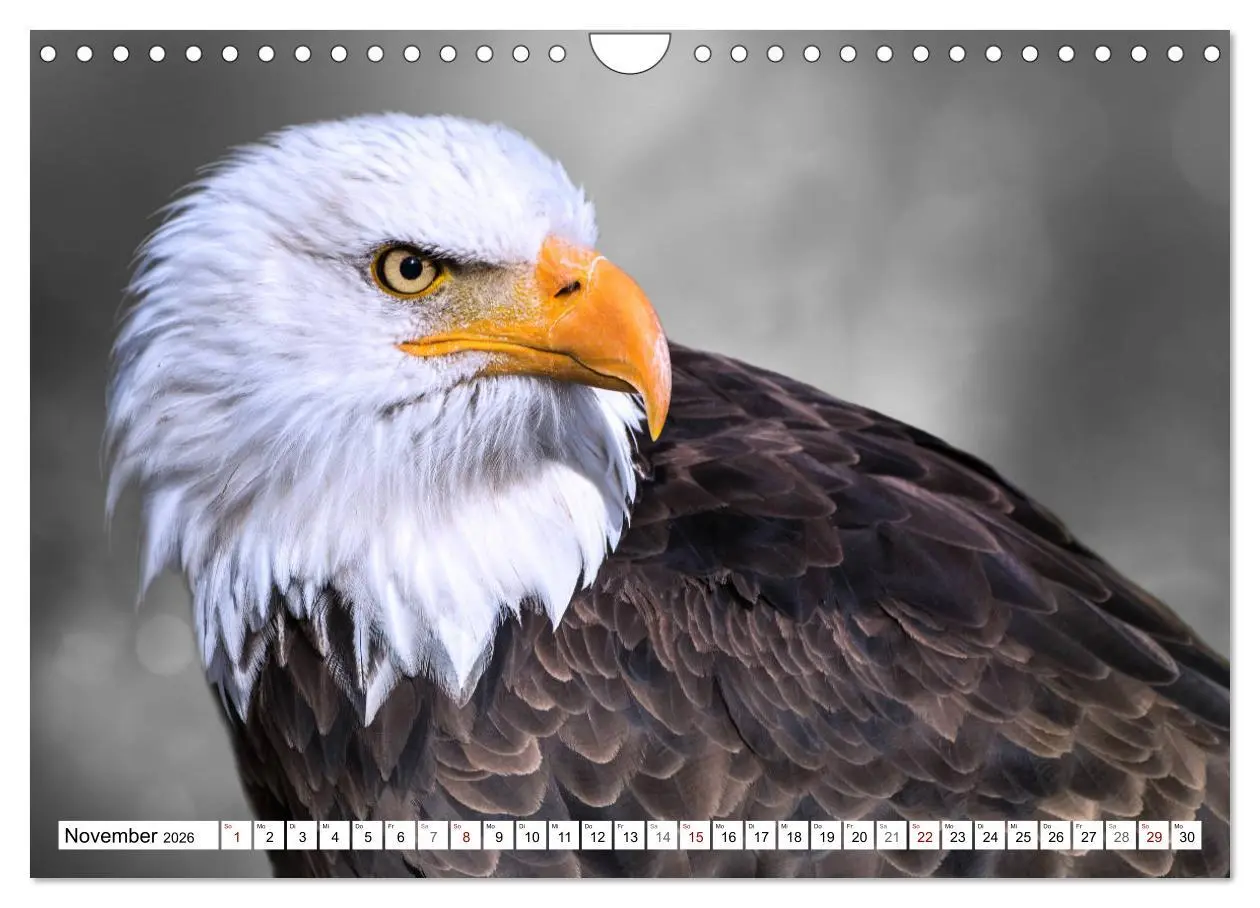 Bild: 9783457712375 | Erfolgreiche Jäger (Wandkalender 2026 DIN A4 quer), CALVENDO...