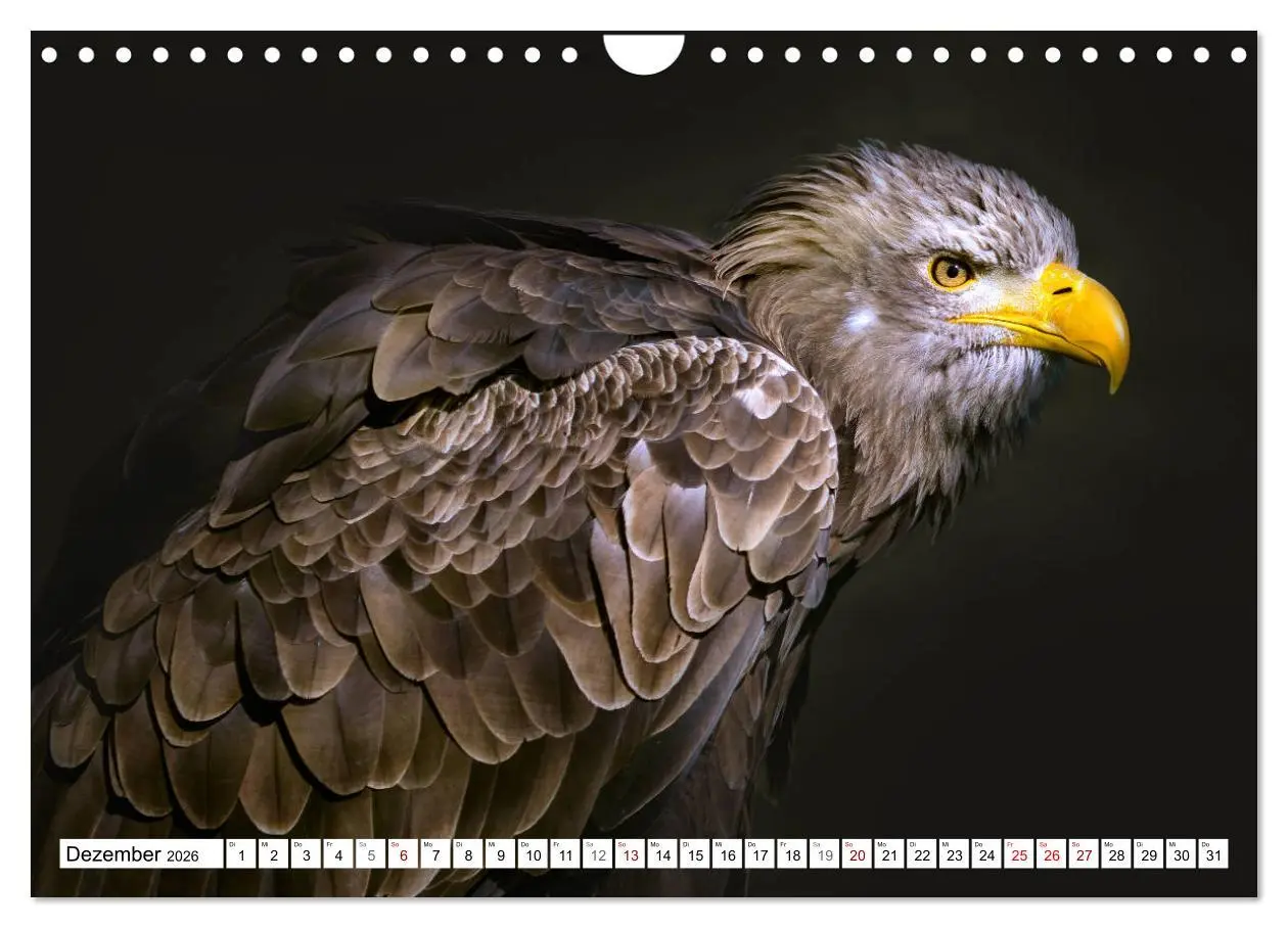 Bild: 9783457712375 | Erfolgreiche Jäger (Wandkalender 2026 DIN A4 quer), CALVENDO...