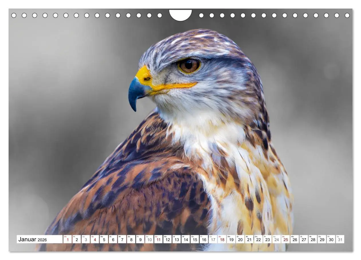Bild: 9783457712375 | Erfolgreiche Jäger (Wandkalender 2026 DIN A4 quer), CALVENDO...
