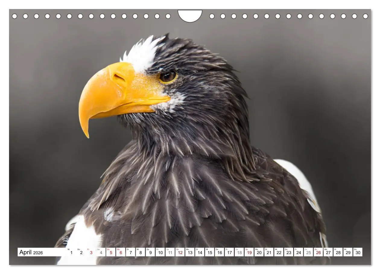 Bild: 9783457712375 | Erfolgreiche Jäger (Wandkalender 2026 DIN A4 quer), CALVENDO...