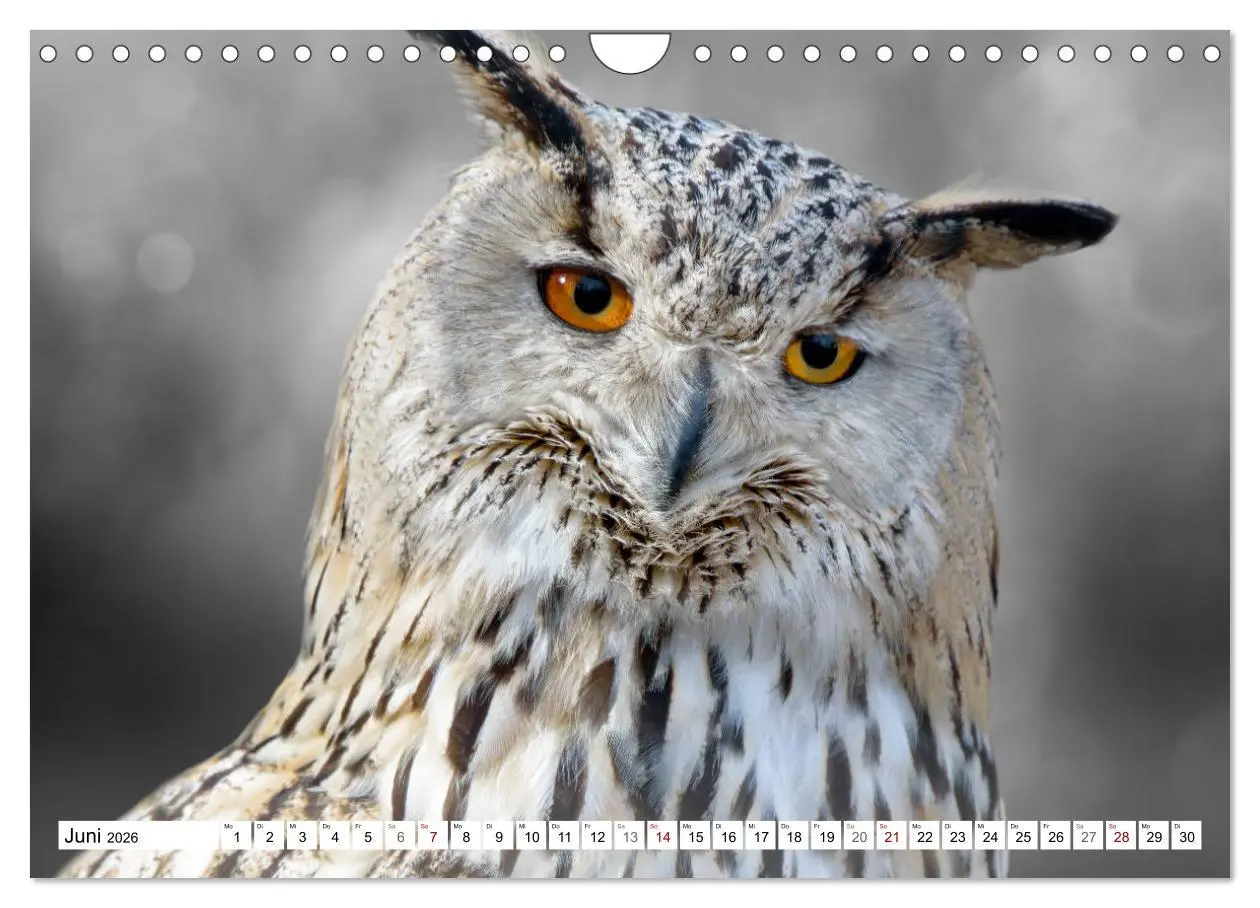 Bild: 9783457712375 | Erfolgreiche Jäger (Wandkalender 2026 DIN A4 quer), CALVENDO...