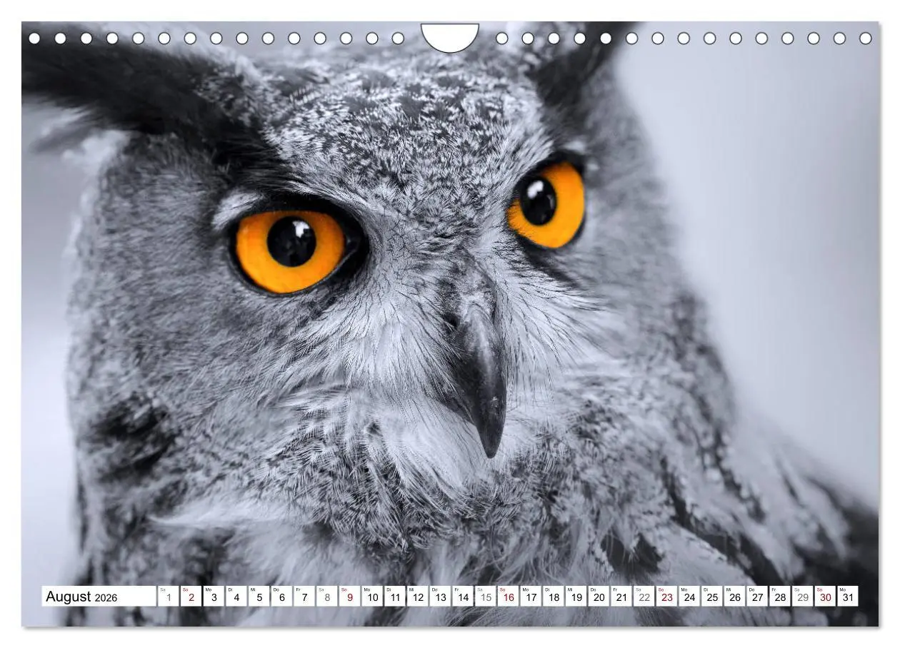 Bild: 9783457712375 | Erfolgreiche Jäger (Wandkalender 2026 DIN A4 quer), CALVENDO...