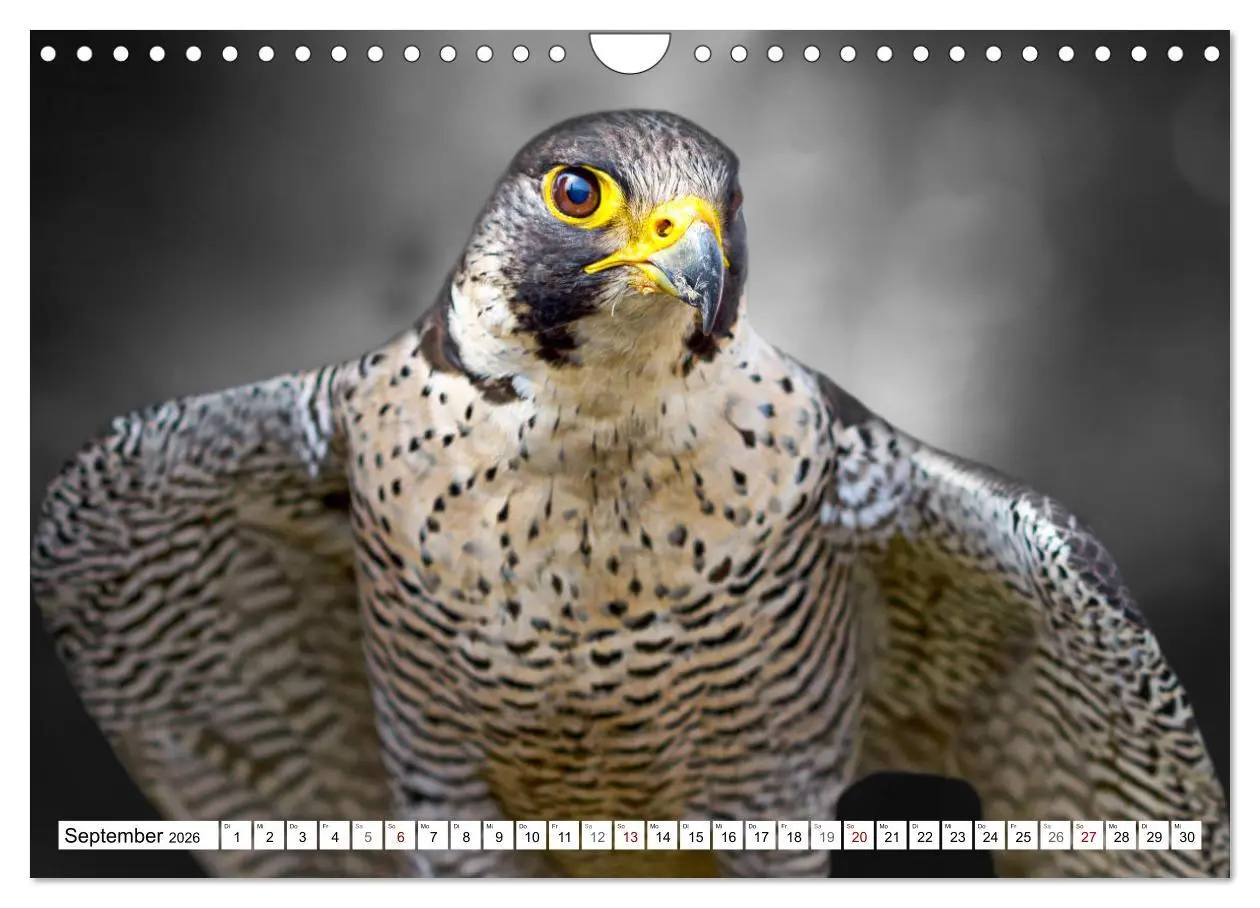 Bild: 9783457712375 | Erfolgreiche Jäger (Wandkalender 2026 DIN A4 quer), CALVENDO...