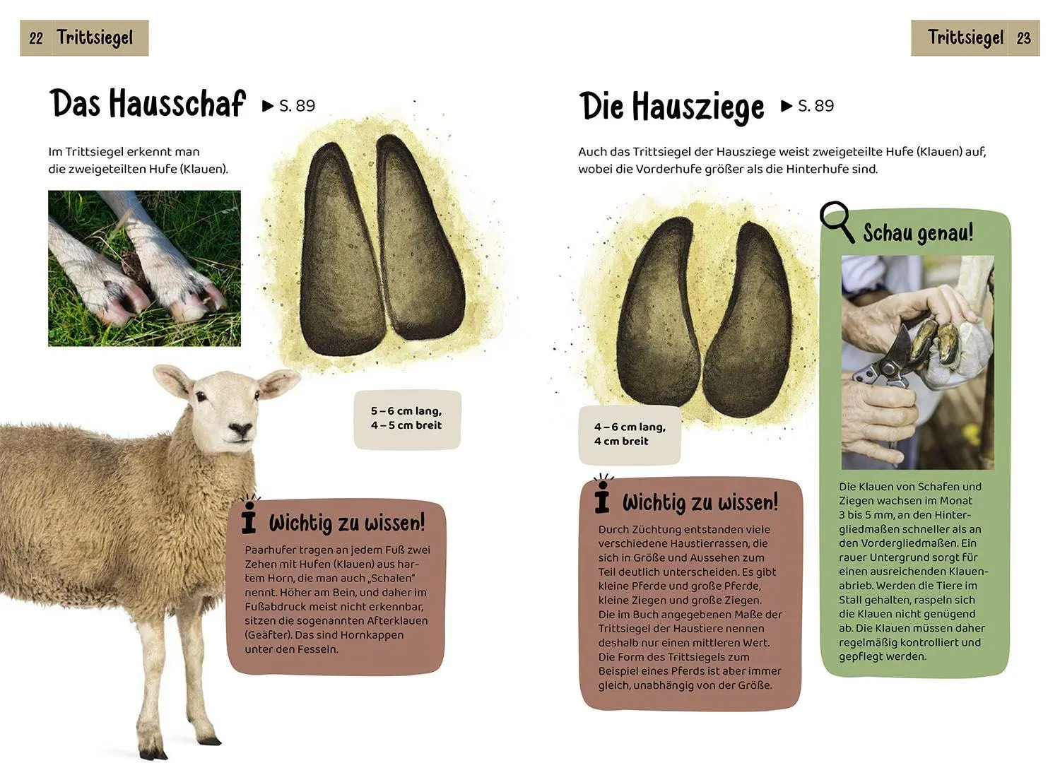 Bild: 9783440182475 | Welche Tierspur ist das? Kindernaturführer | Anita van Saan | Buch