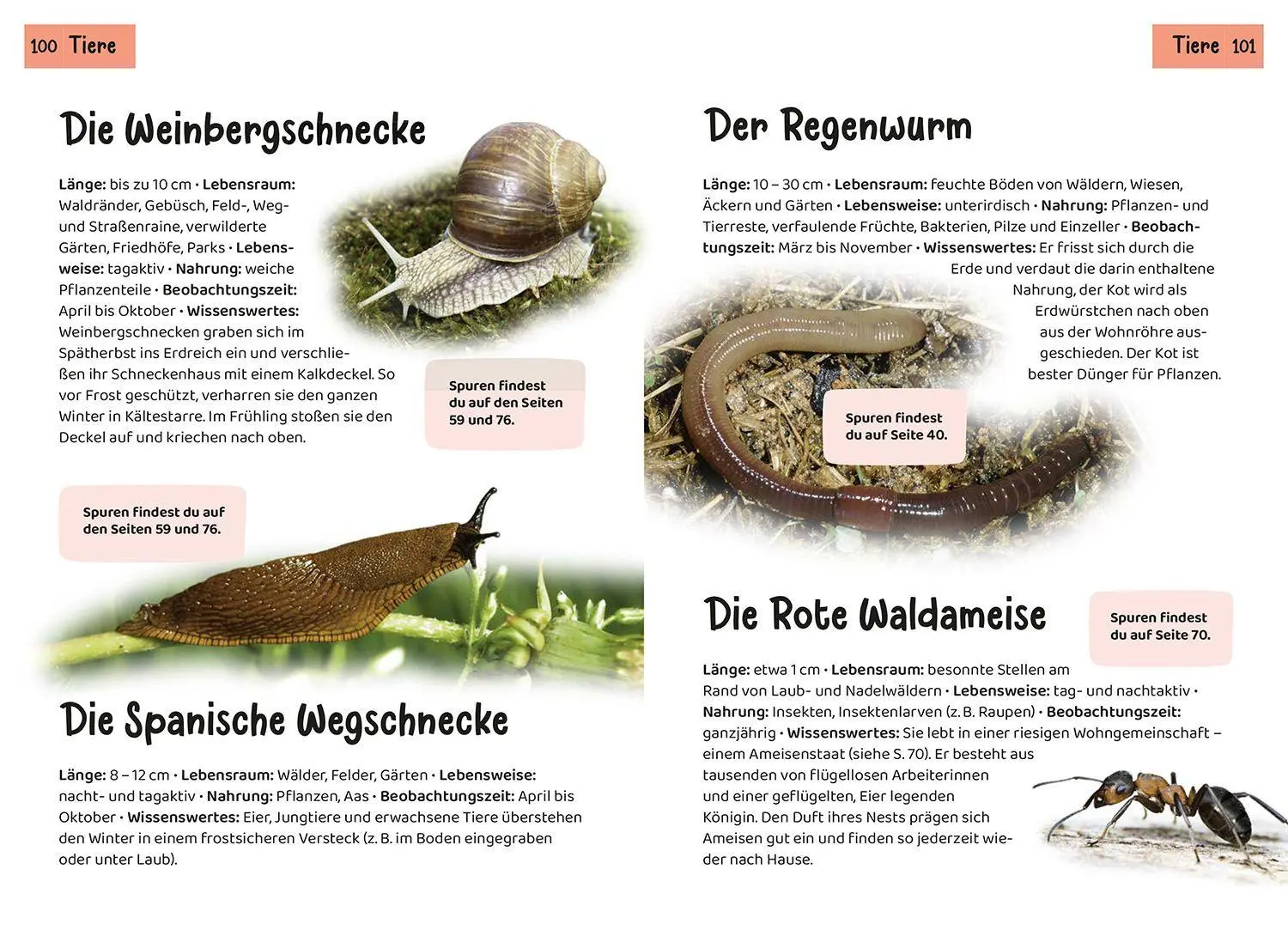 Bild: 9783440182475 | Welche Tierspur ist das? Kindernaturführer | Anita van Saan | Buch