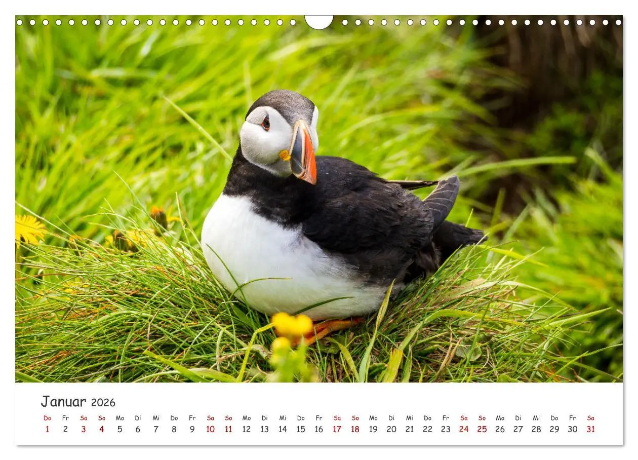 Bild: 9783457562475 | Die Welt der Papageientaucher - Islands Wildvögel (Wandkalender...
