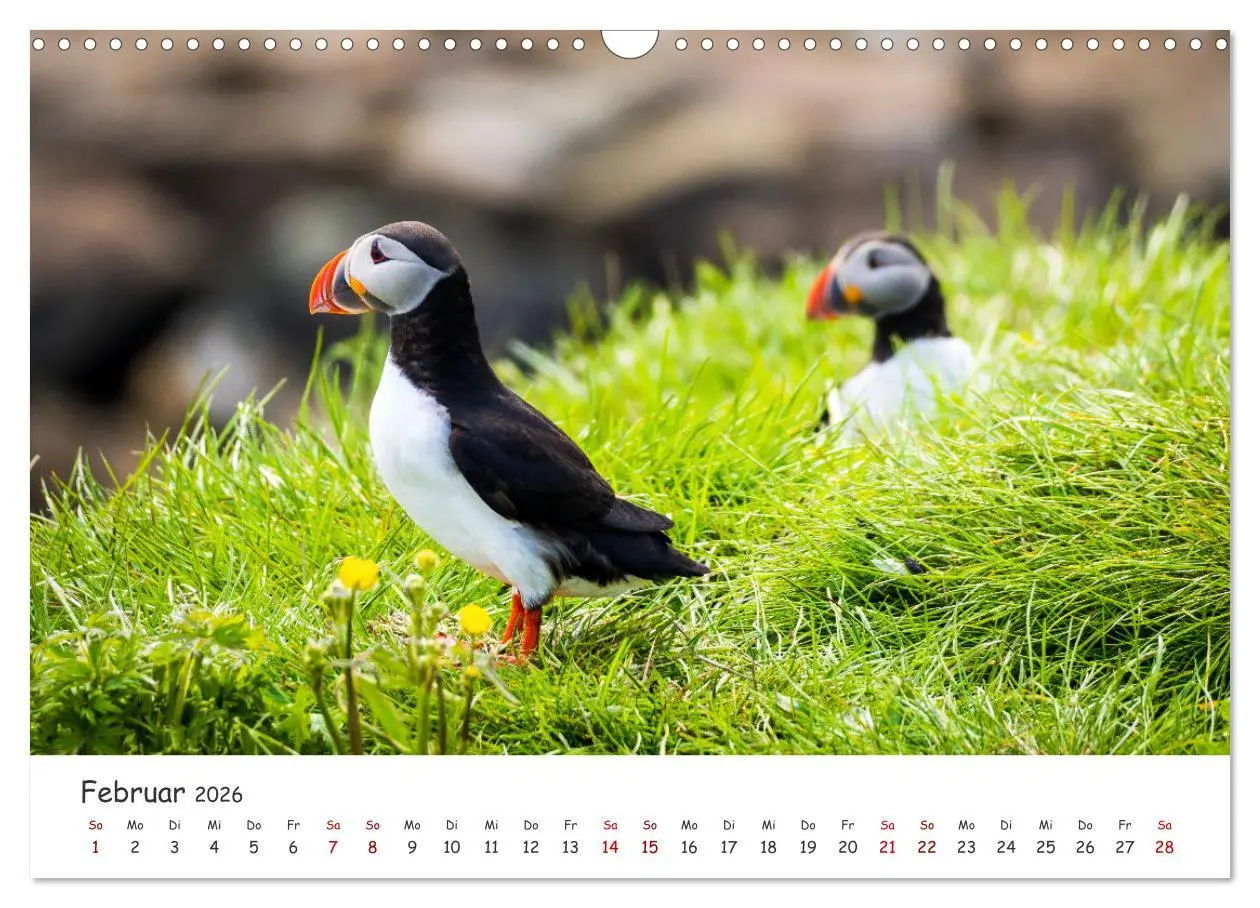 Bild: 9783457562475 | Die Welt der Papageientaucher - Islands Wildvögel (Wandkalender...