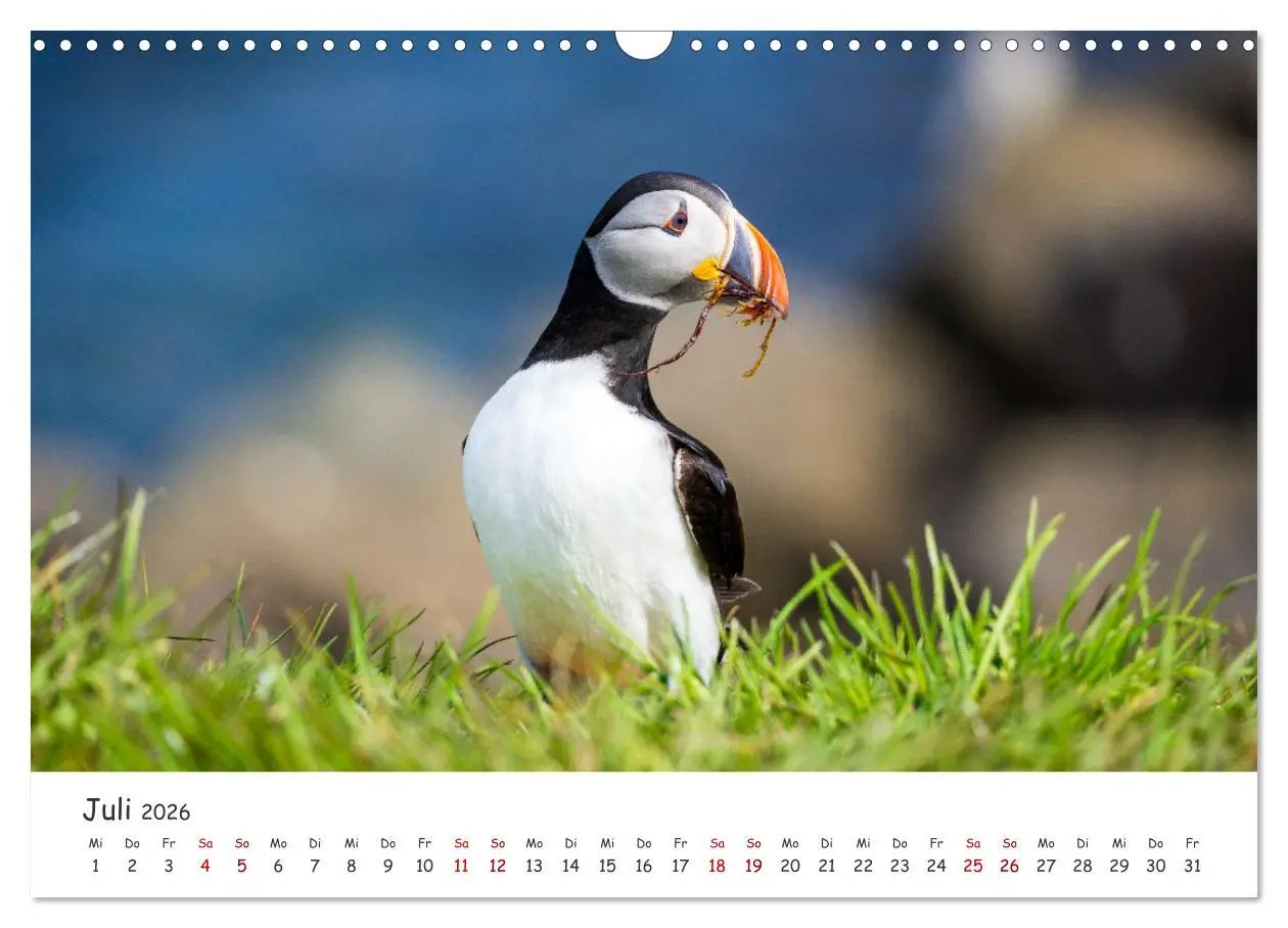 Bild: 9783457562475 | Die Welt der Papageientaucher - Islands Wildvögel (Wandkalender...