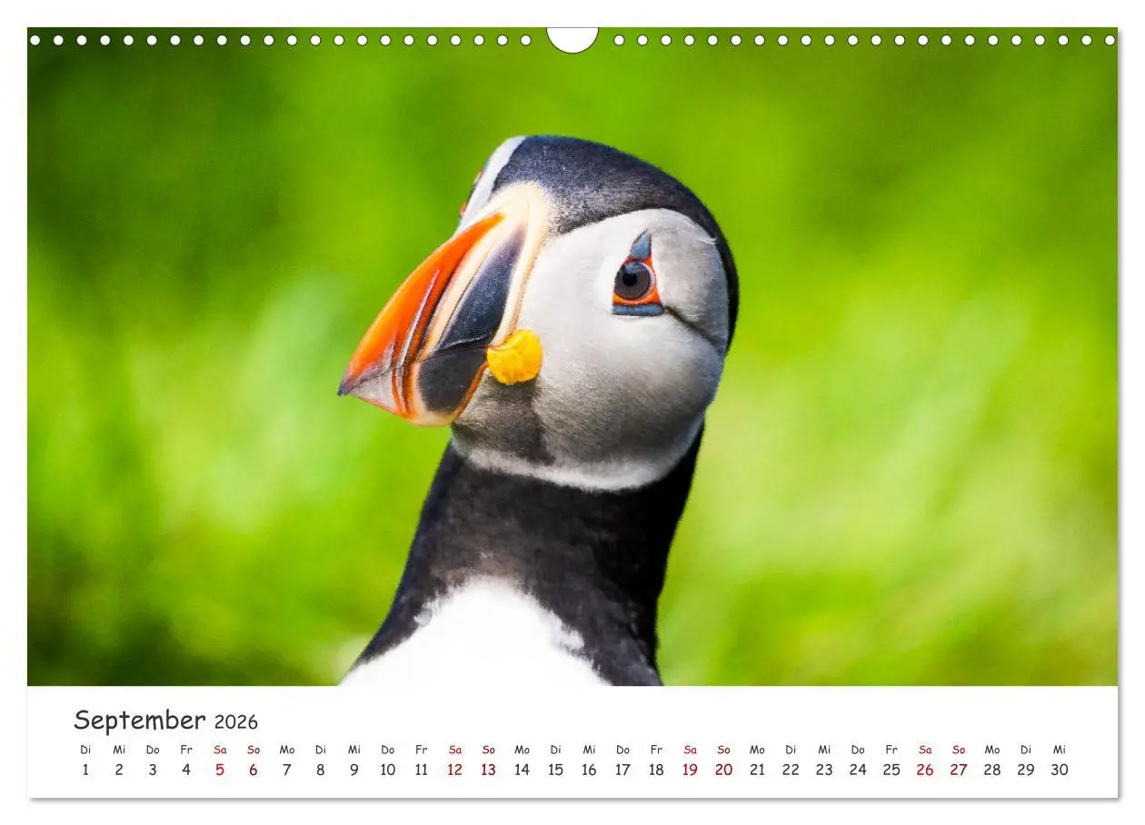 Bild: 9783457562475 | Die Welt der Papageientaucher - Islands Wildvögel (Wandkalender...