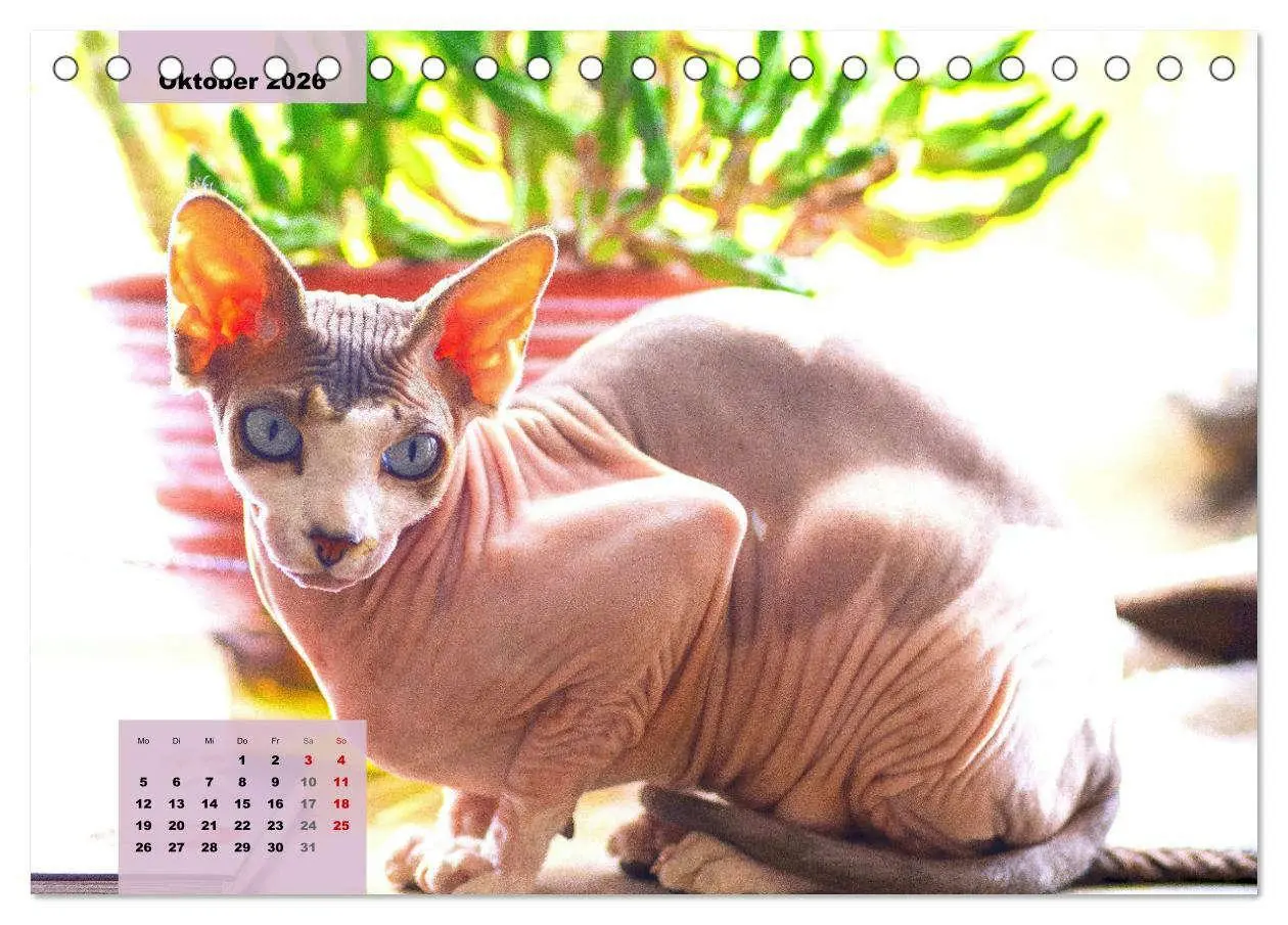 Bild: 9783457632475 | Sphinx. Grazile und anmutige Nacktkatzen (Tischkalender 2026 DIN A5...