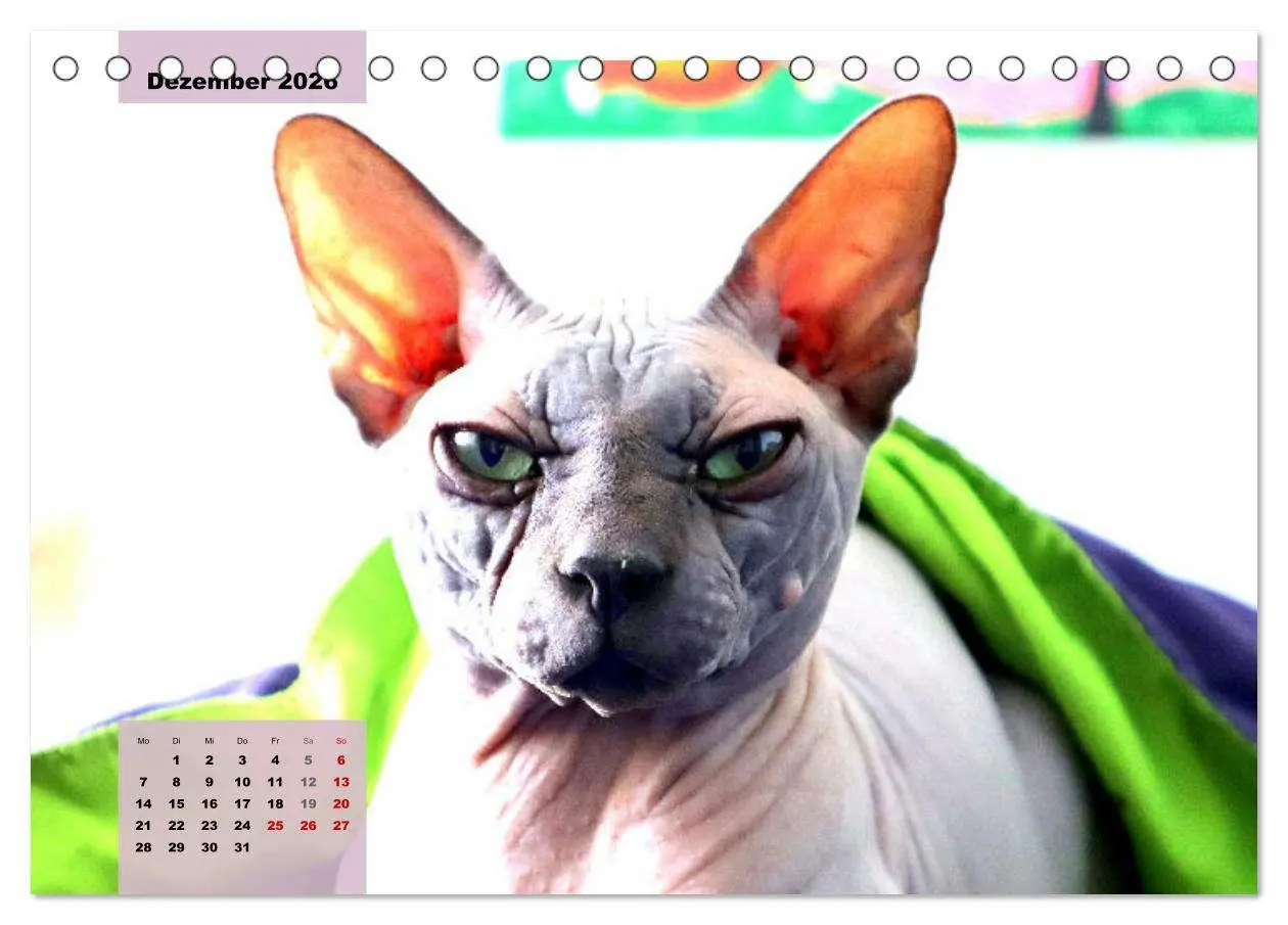 Bild: 9783457632475 | Sphinx. Grazile und anmutige Nacktkatzen (Tischkalender 2026 DIN A5...