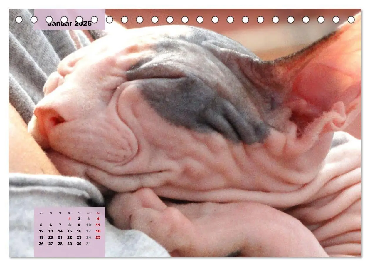 Bild: 9783457632475 | Sphinx. Grazile und anmutige Nacktkatzen (Tischkalender 2026 DIN A5...
