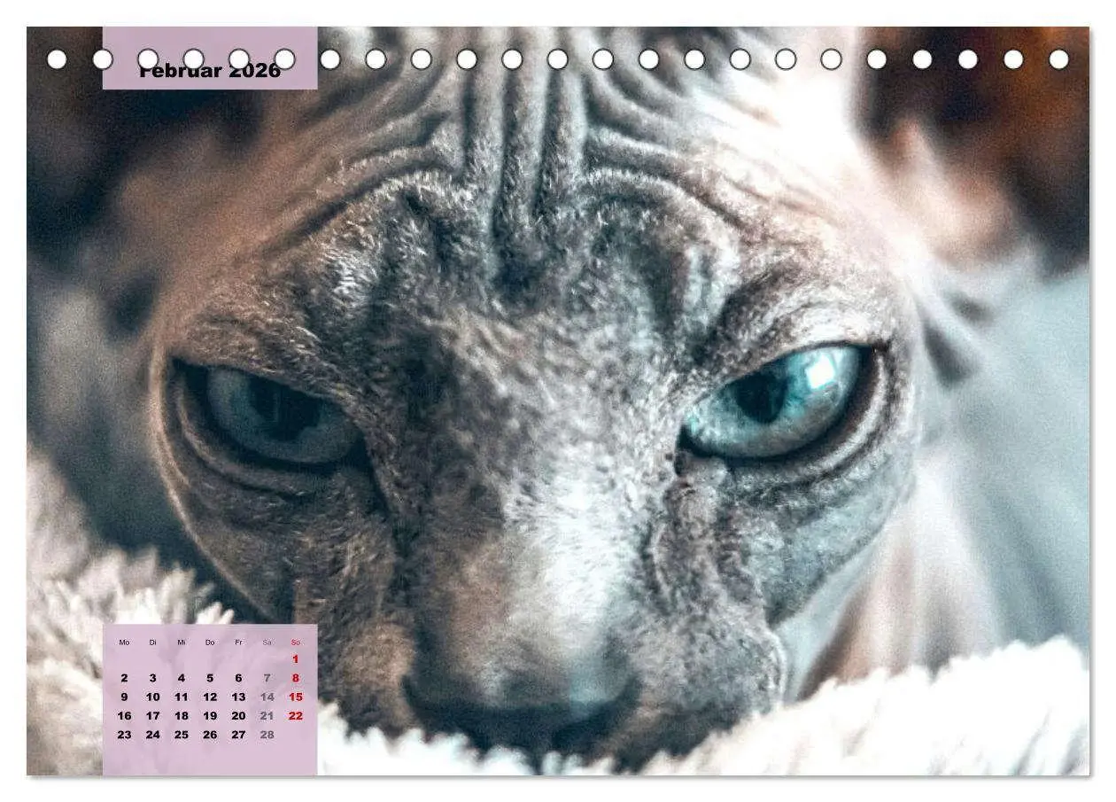 Bild: 9783457632475 | Sphinx. Grazile und anmutige Nacktkatzen (Tischkalender 2026 DIN A5...
