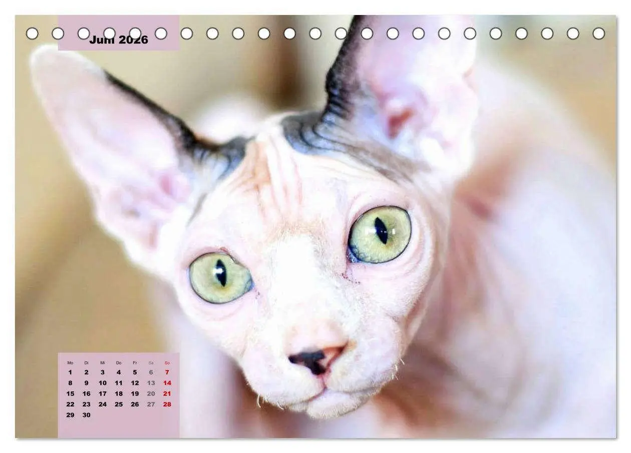 Bild: 9783457632475 | Sphinx. Grazile und anmutige Nacktkatzen (Tischkalender 2026 DIN A5...