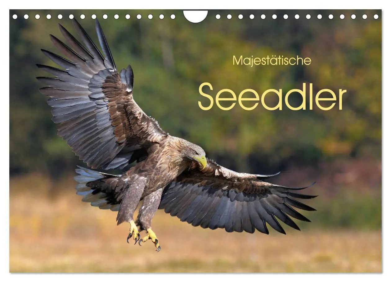 Cover: 9783457792575 | Majestätische Seeadler (Wandkalender 2026 DIN A4 quer), CALVENDO...