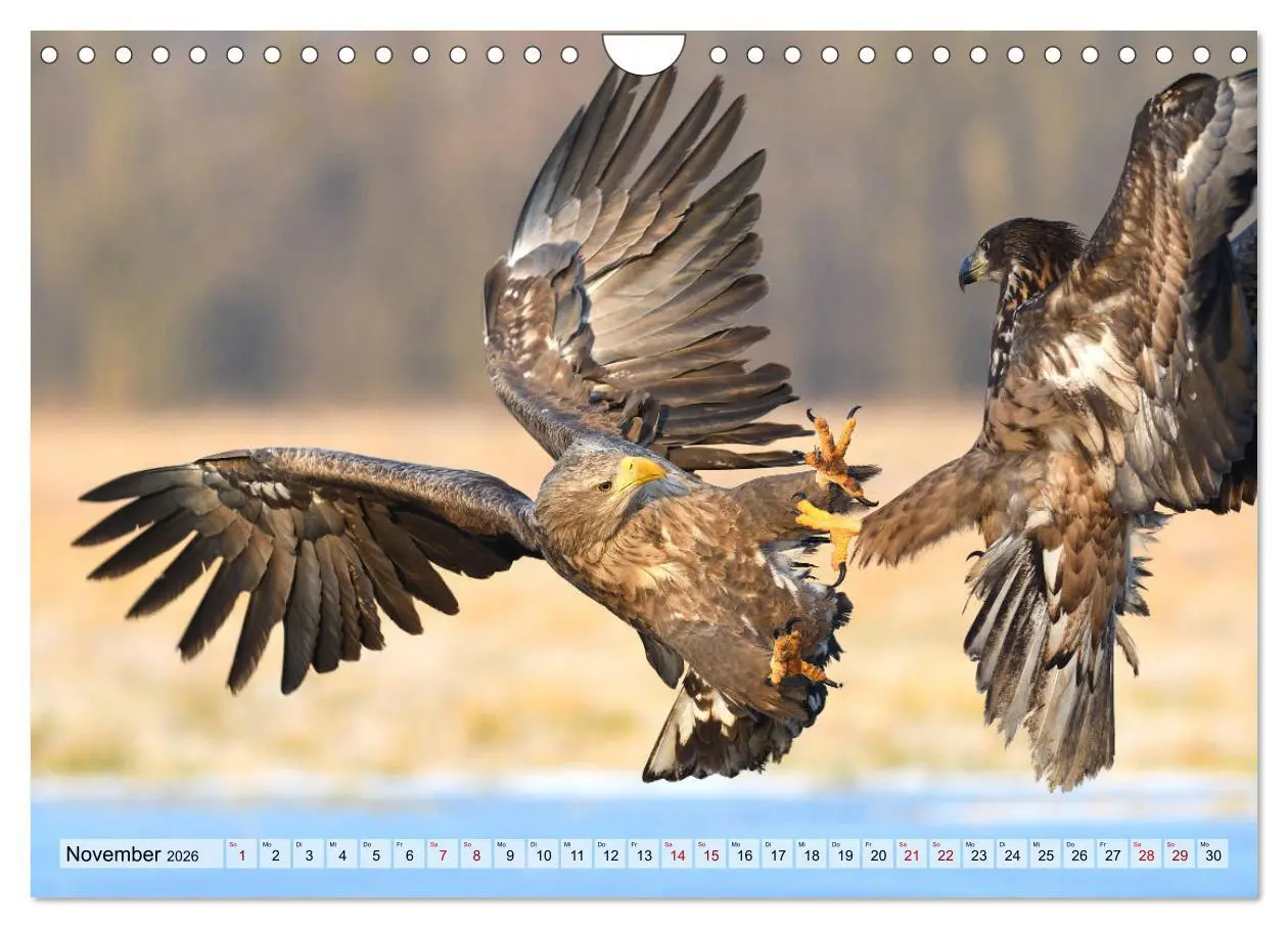 Bild: 9783457792575 | Majestätische Seeadler (Wandkalender 2026 DIN A4 quer), CALVENDO...