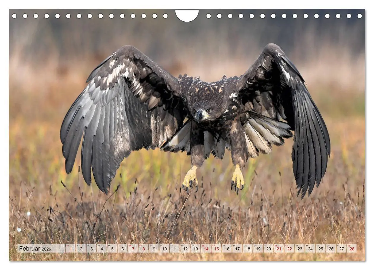 Bild: 9783457792575 | Majestätische Seeadler (Wandkalender 2026 DIN A4 quer), CALVENDO...