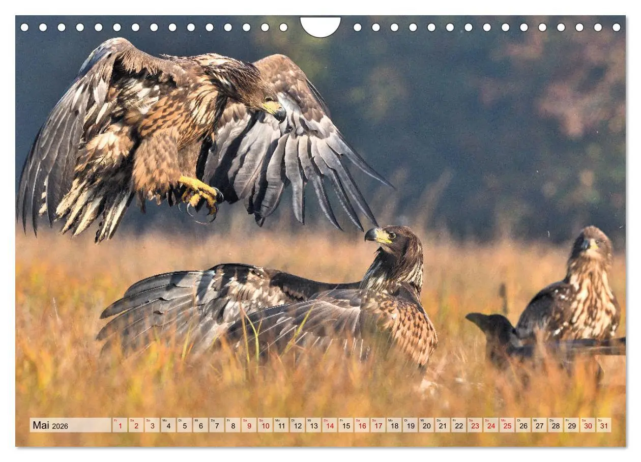 Bild: 9783457792575 | Majestätische Seeadler (Wandkalender 2026 DIN A4 quer), CALVENDO...