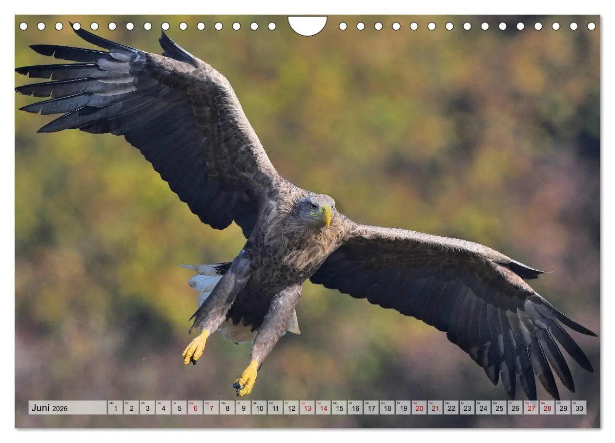 Bild: 9783457792575 | Majestätische Seeadler (Wandkalender 2026 DIN A4 quer), CALVENDO...