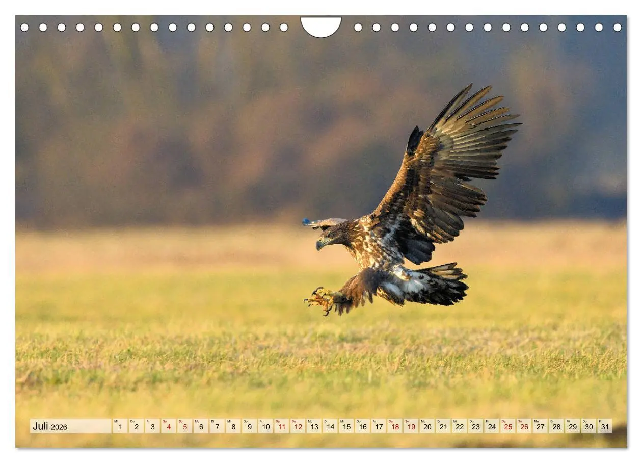 Bild: 9783457792575 | Majestätische Seeadler (Wandkalender 2026 DIN A4 quer), CALVENDO...