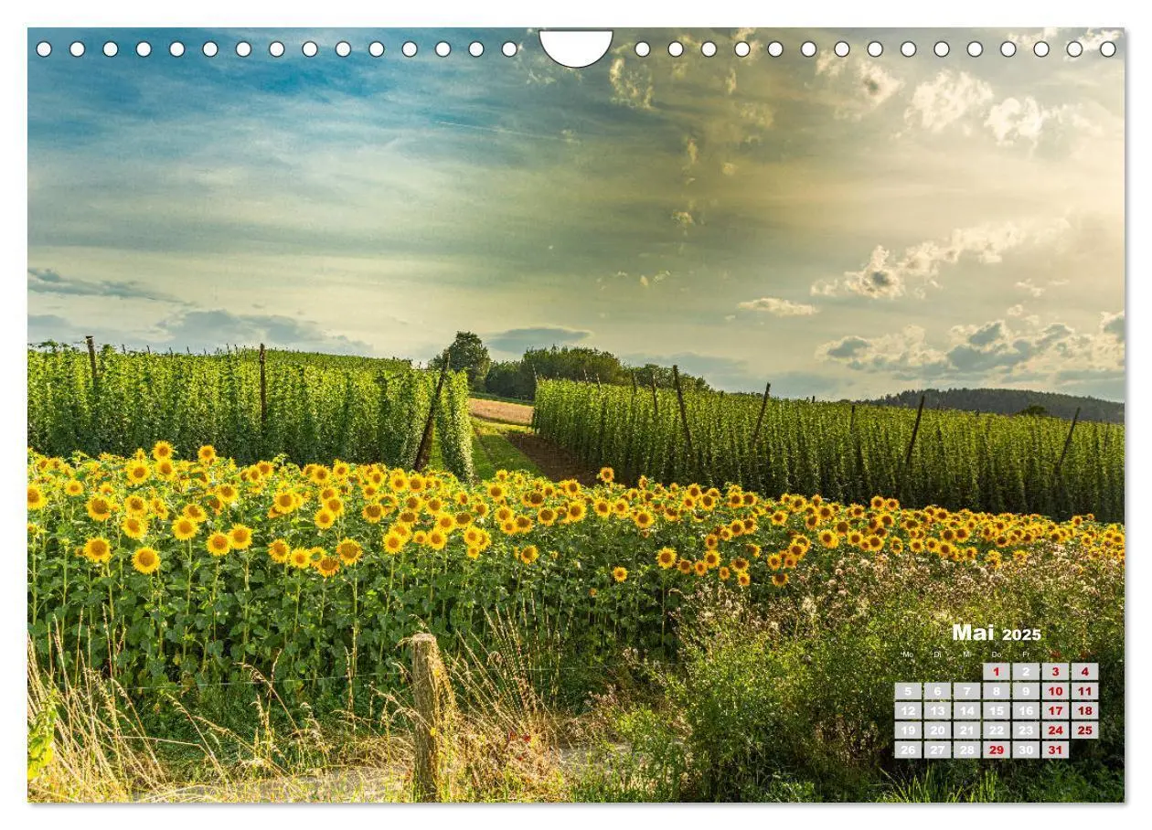 Bild: 9783435212675 | Hopfenland Holledau (Wandkalender 2025 DIN A4 quer), CALVENDO...
