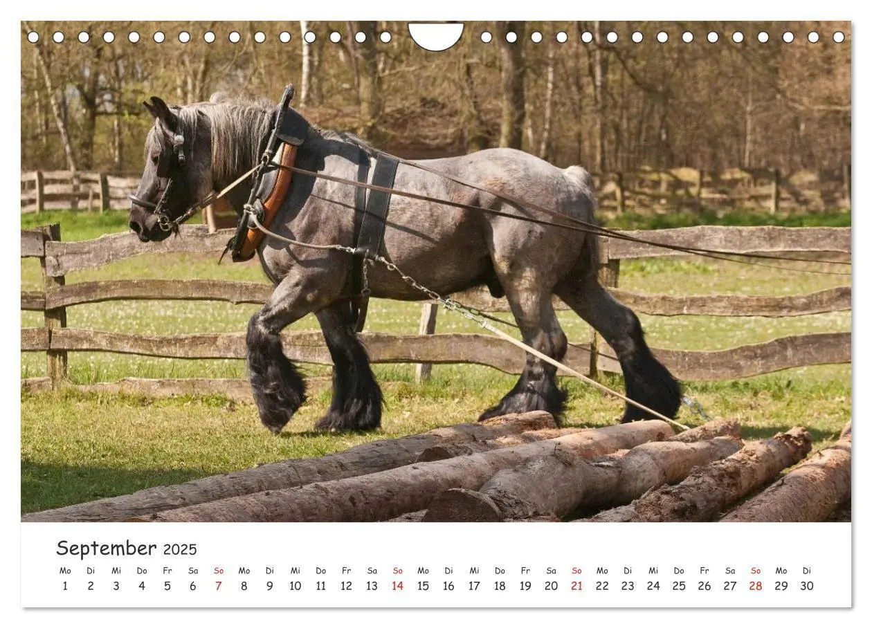 Bild: 9783435512775 | Kaltblut - schwere Pferde mit Herz (Wandkalender 2025 DIN A4 quer),...