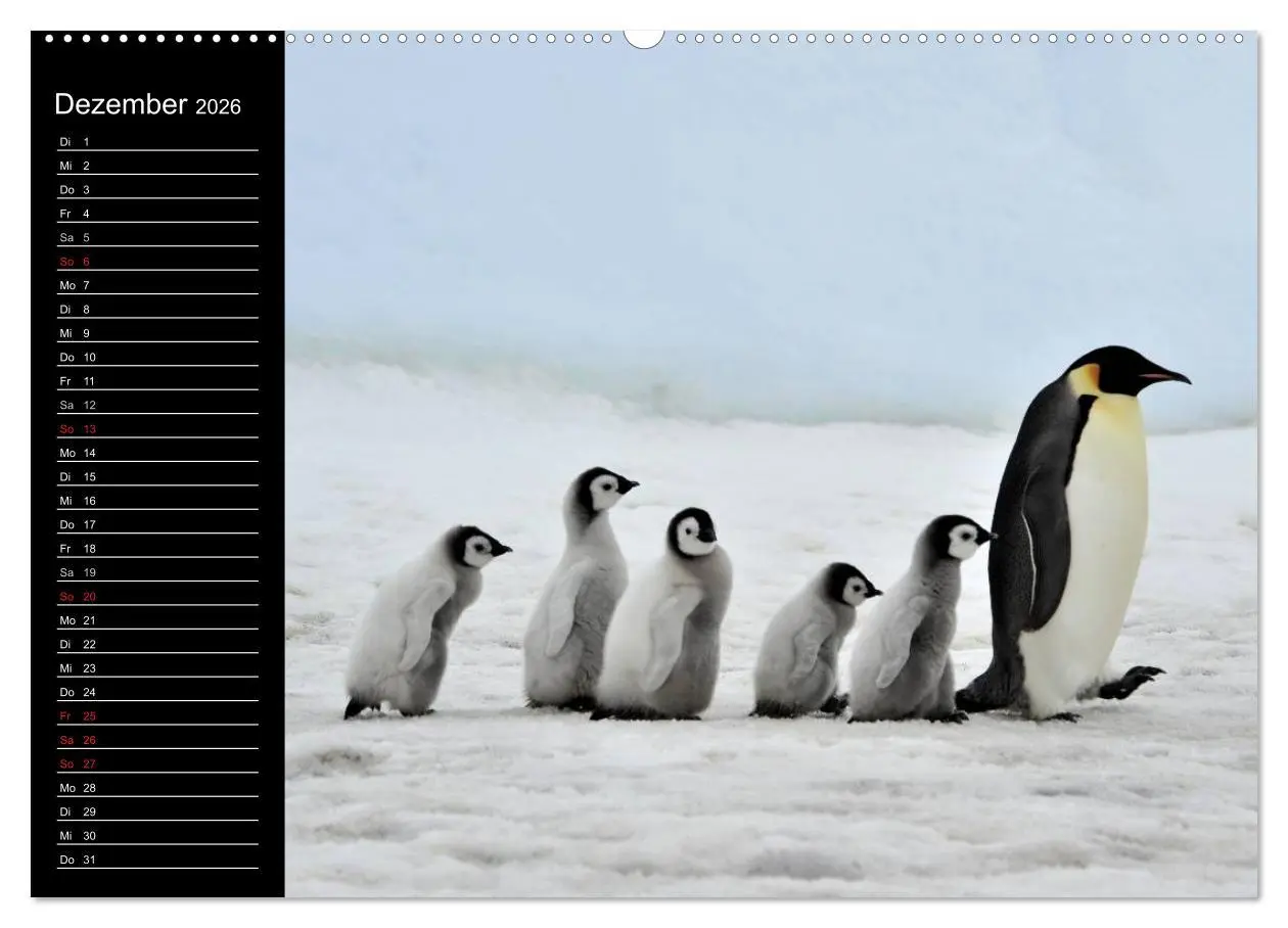 Bild: 9783516092875 | Pinguine - Kaiser- und Königspinguine (hochwertiger Premium...