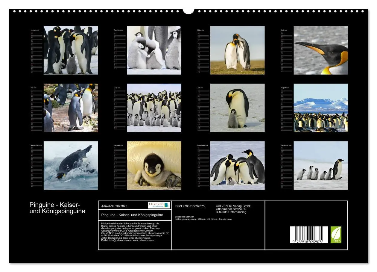 Bild: 9783516092875 | Pinguine - Kaiser- und Königspinguine (hochwertiger Premium...