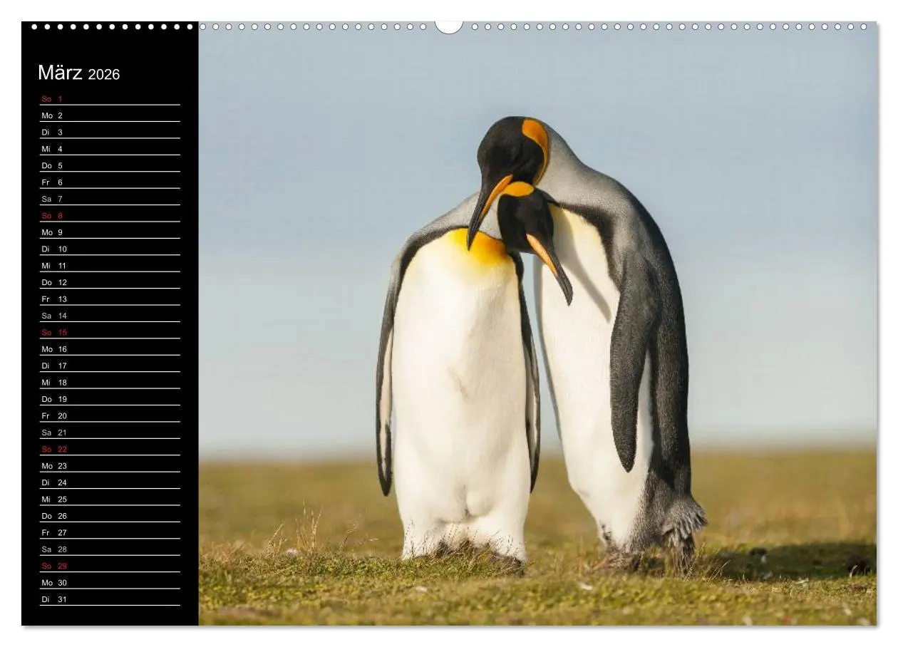 Bild: 9783516092875 | Pinguine - Kaiser- und Königspinguine (hochwertiger Premium...