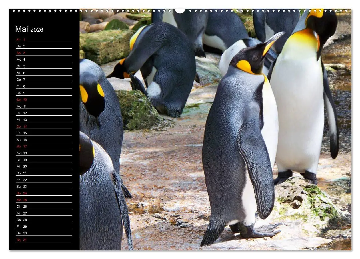 Bild: 9783516092875 | Pinguine - Kaiser- und Königspinguine (hochwertiger Premium...