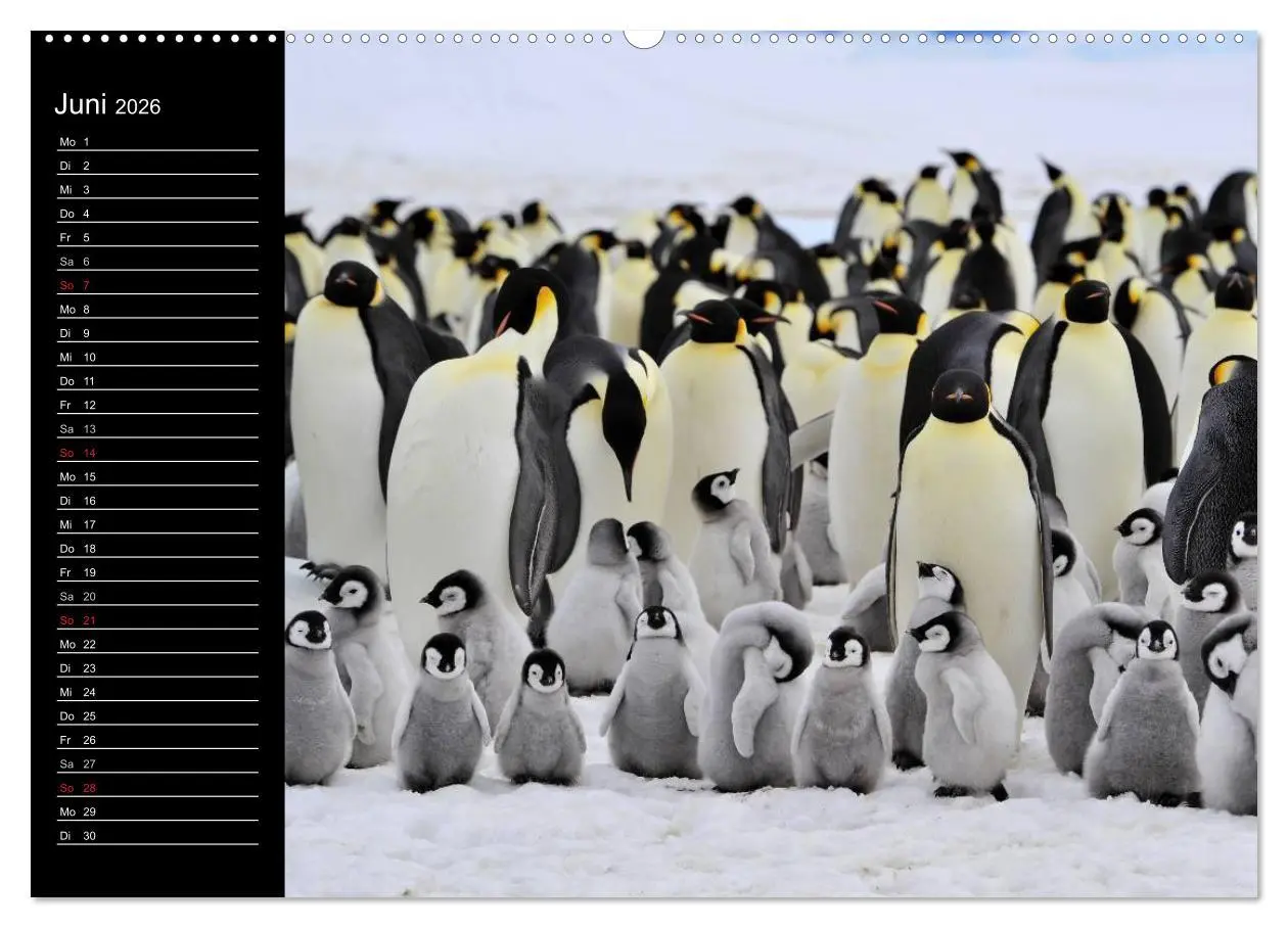 Bild: 9783516092875 | Pinguine - Kaiser- und Königspinguine (hochwertiger Premium...