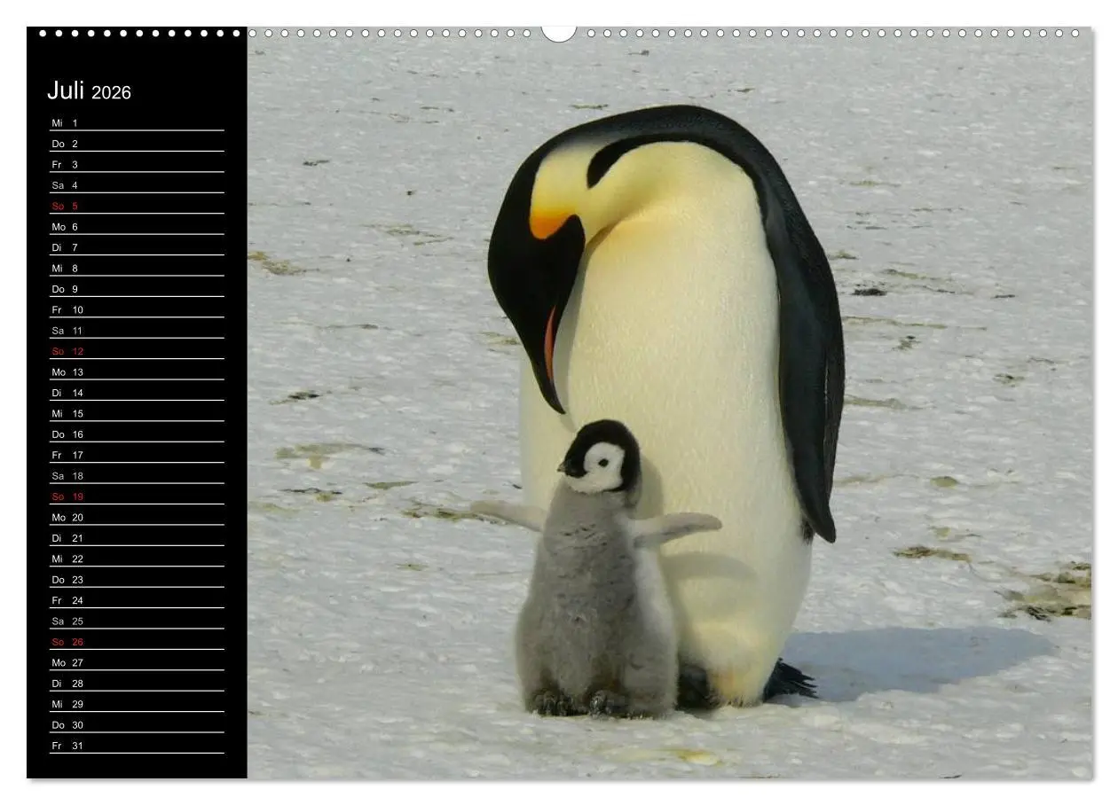 Bild: 9783516092875 | Pinguine - Kaiser- und Königspinguine (hochwertiger Premium...