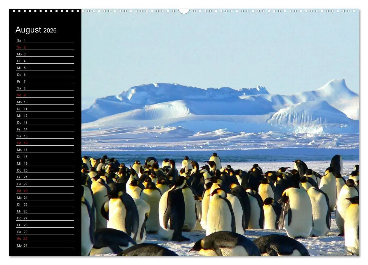 Bild: 9783516092875 | Pinguine - Kaiser- und Königspinguine (hochwertiger Premium...