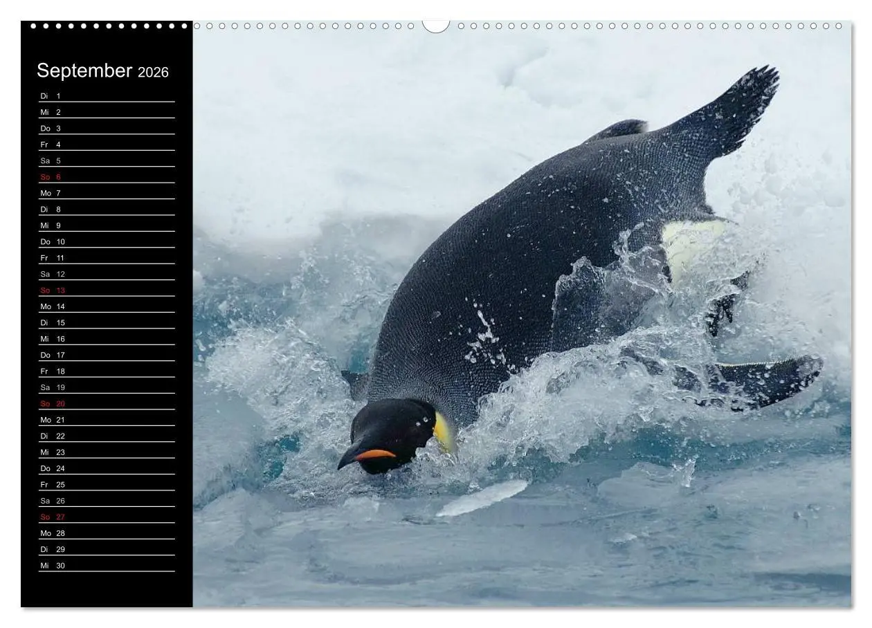 Bild: 9783516092875 | Pinguine - Kaiser- und Königspinguine (hochwertiger Premium...