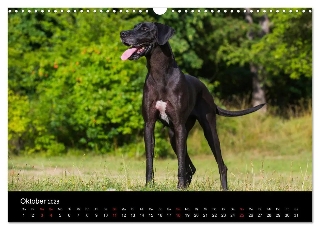 Bild: 9783516162875 | Deutsche Dogge 2026 (Wandkalender 2026 DIN A3 quer), CALVENDO...