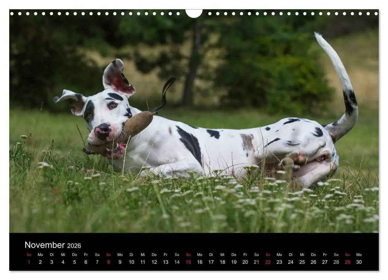 Bild: 9783516162875 | Deutsche Dogge 2026 (Wandkalender 2026 DIN A3 quer), CALVENDO...